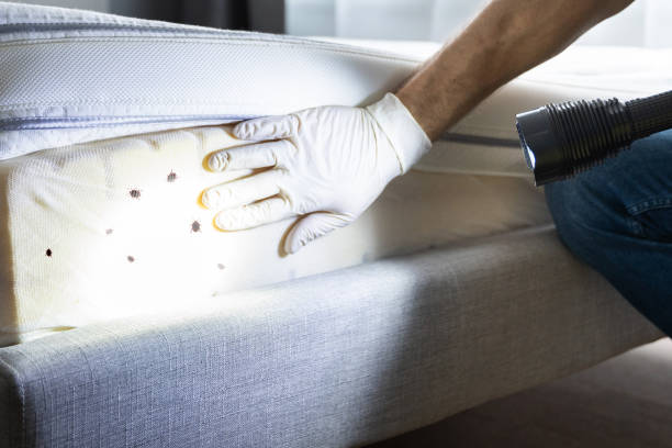 Best Pest Prevention Services  in Duncan, OK