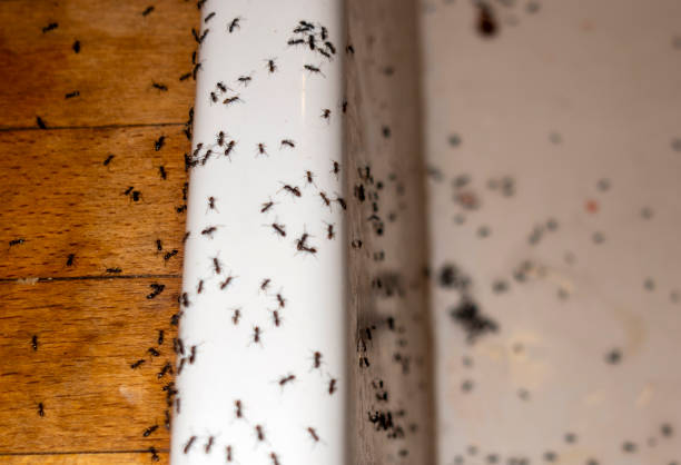 Best Cockroach Control Services  in Duncan, OK